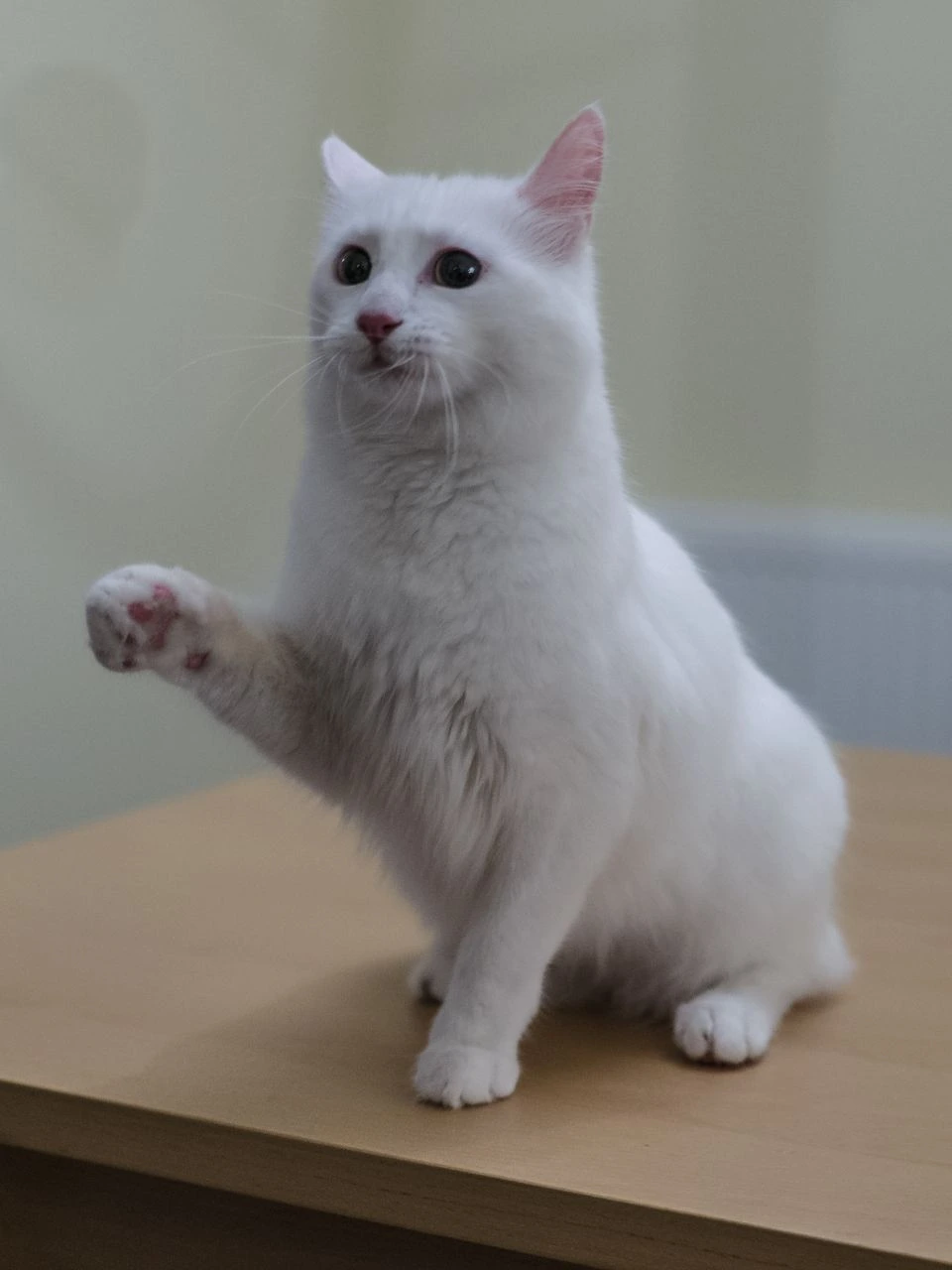 터키시 반