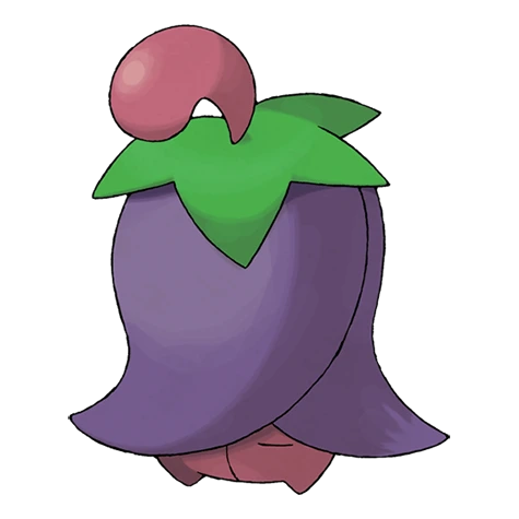 체리꼬