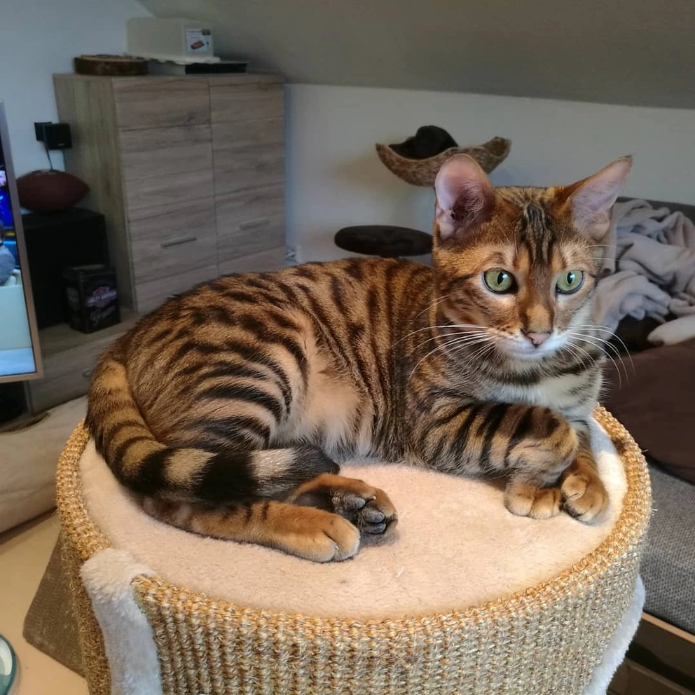 토이거